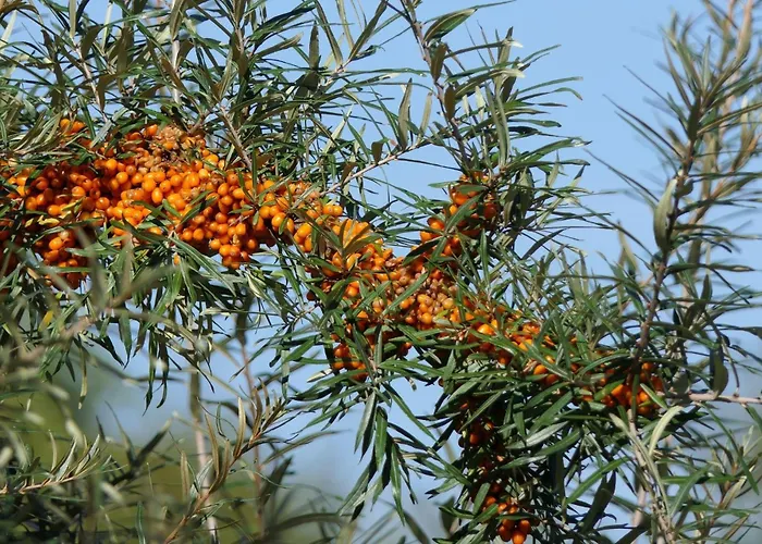 Sanddornhaus بيت للعطل *